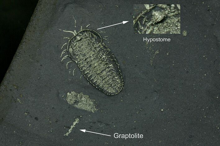 Pyritized Triarthrus Trilobite With Appendages - New York #309861